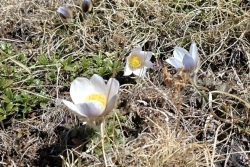 Ascension du Wildhorn, printemps 2025